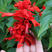 一串红种子春冬季庭院易活矮串串红四季播易种耐寒花卉一窜红