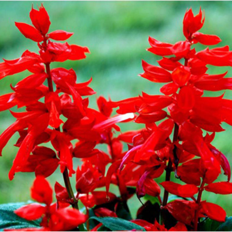 一串红种子春冬季庭院易活矮串串红四季播易种耐寒花卉一窜红