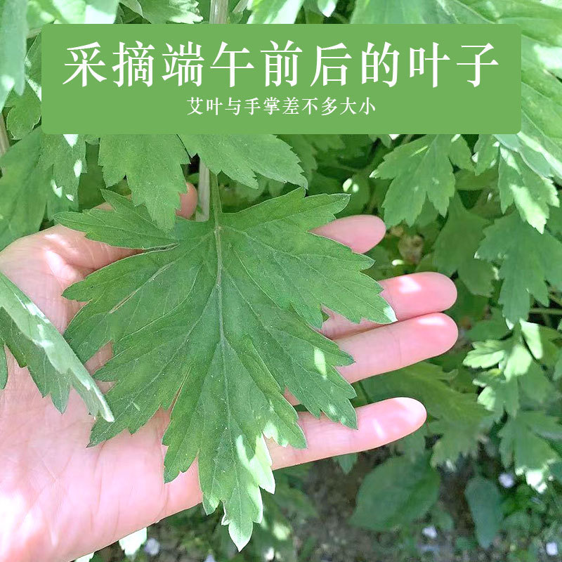 南阳艾叶艾草端午节头茬艾叶手工挑选驱蚊防虫挂门窗