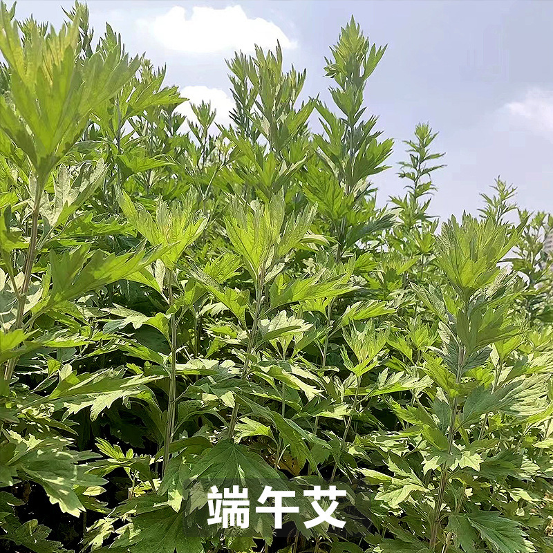 南阳艾叶艾草端午节头茬艾叶手工挑选驱蚊防虫挂门窗