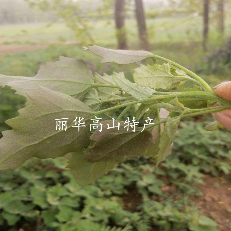 （活动中）灰灰菜野生南阳山区当季食用新鲜嫩好吃春季新鲜