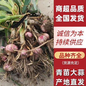 【推荐】大蒜紫皮蒜山东青苗大蒜供应全国市场电商