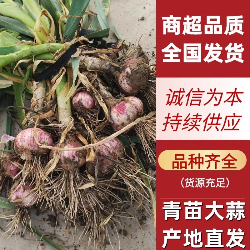 【推荐】大蒜紫皮蒜山东青苗大蒜供应全国市场电商