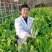 白菜苔种子晶艳苔菜菜苔种子全国发货品质好