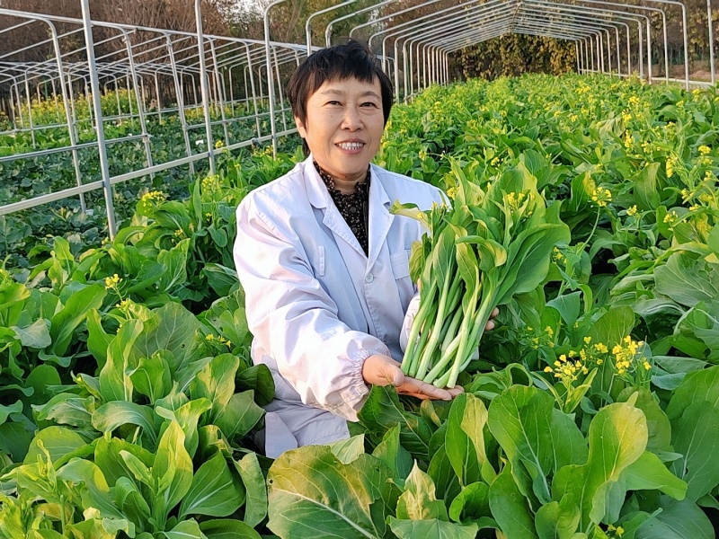 白菜苔种子晶艳苔菜菜苔种子全国发货品质好