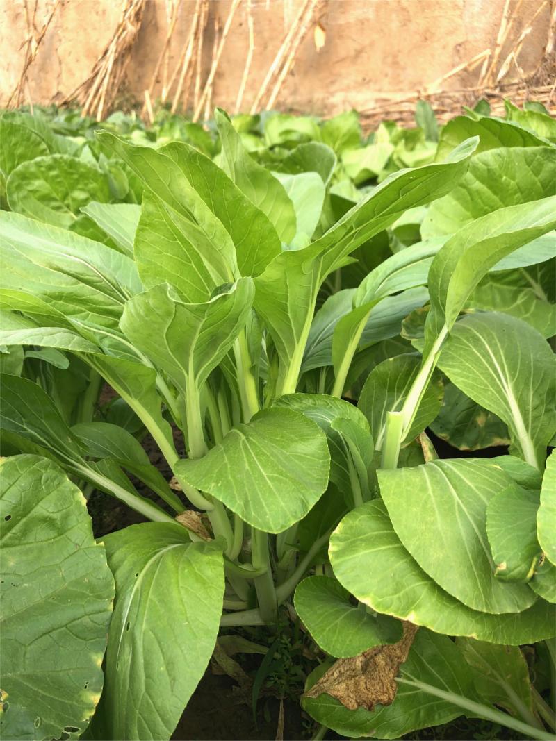 白菜苔种子晶艳苔菜菜苔种子全国发货品质好