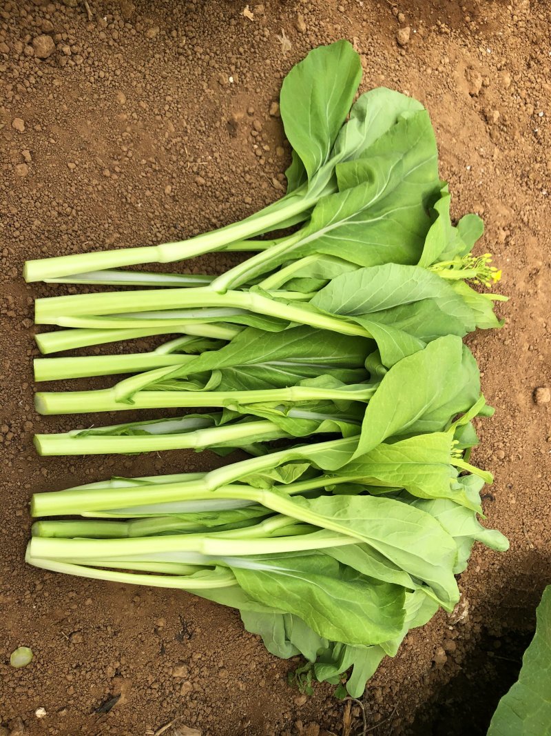 白菜苔种子晶艳苔菜菜苔种子全国发货品质好