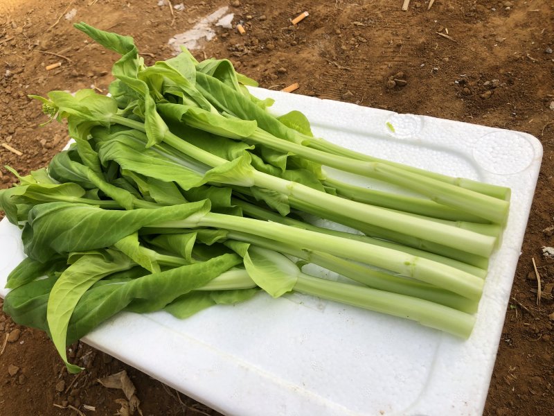 白菜苔种子晶艳苔菜菜苔种子全国发货品质好