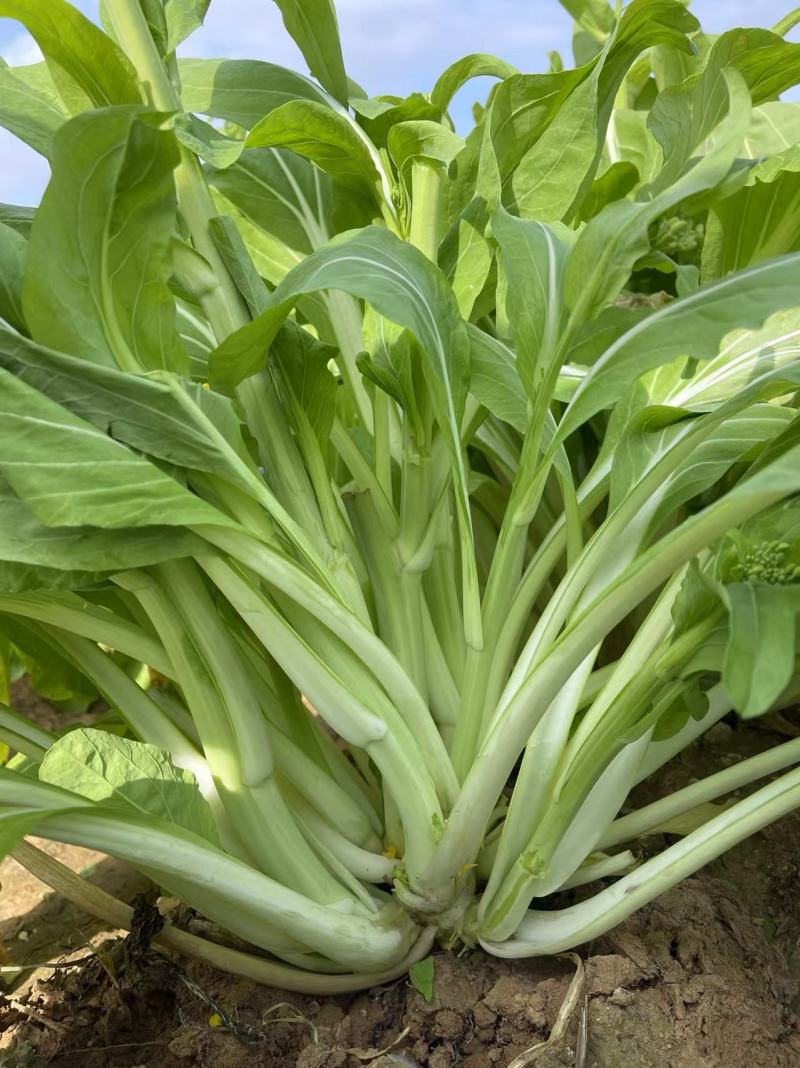 白菜苔种子晶艳苔菜菜苔种子全国发货品质好