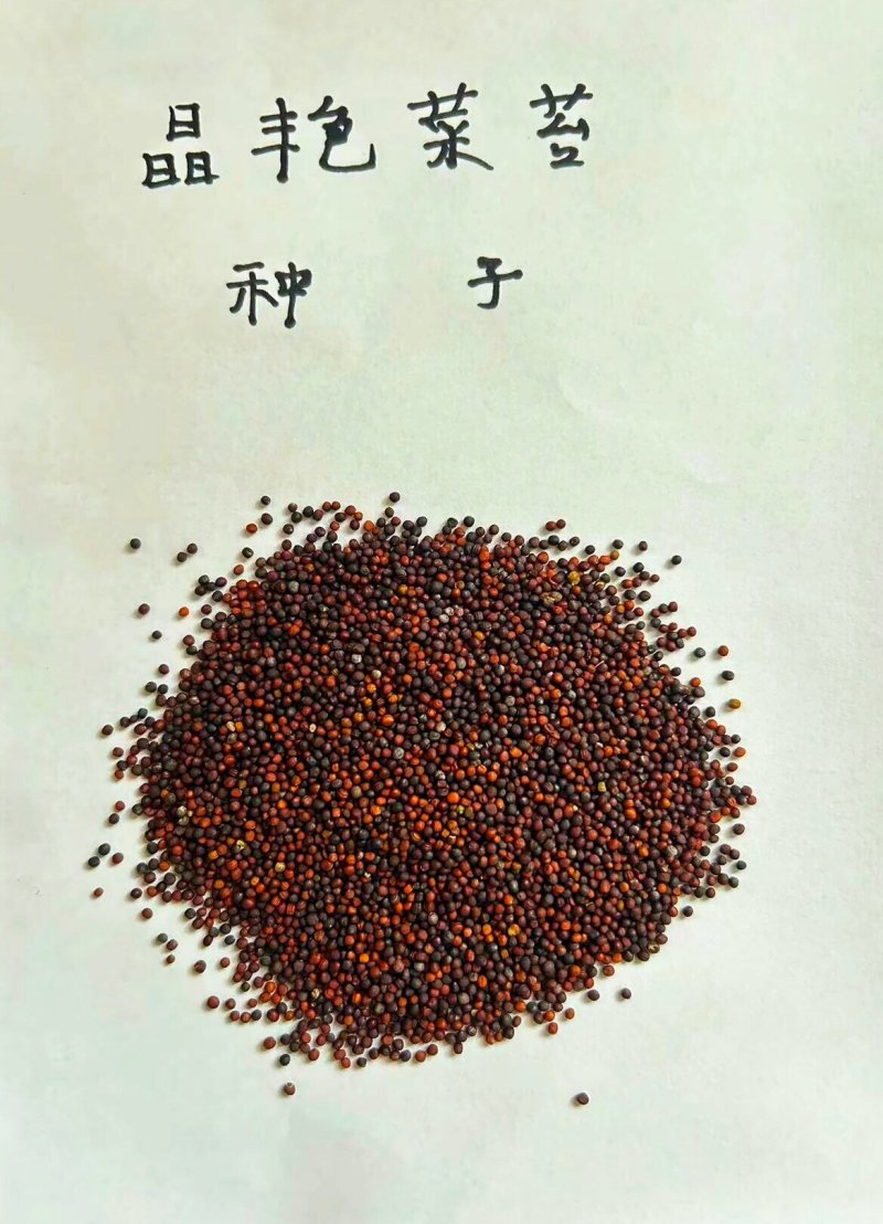 白菜苔种子晶艳苔菜菜苔种子全国发货品质好