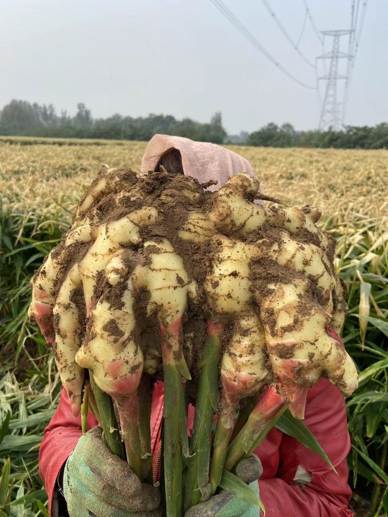 【荐】山东潍坊生姜基地直供一手货源品质保证量大从优