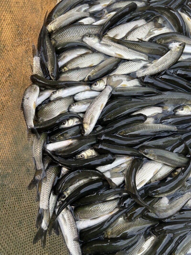 草鱼苗活体白鲩鱼苗大规格草鱼鱼苗四大家鱼淡水养殖食用鱼苗