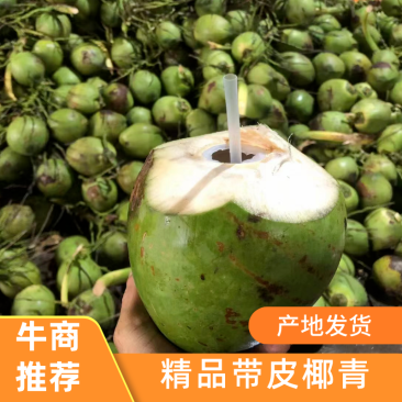 海南椰子，带皮椰青精品椰子货量充足全国发货欢迎致电