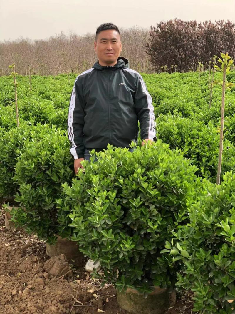 冬青球40-50公分大叶黄杨球基地现挖现卖保证成活率