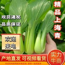 【上海青】小油菜小青菜产地直发专业团队保质保量可开发票