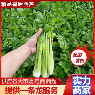 【推荐】山东精品皇后西芹大量上市常年供应电商商超