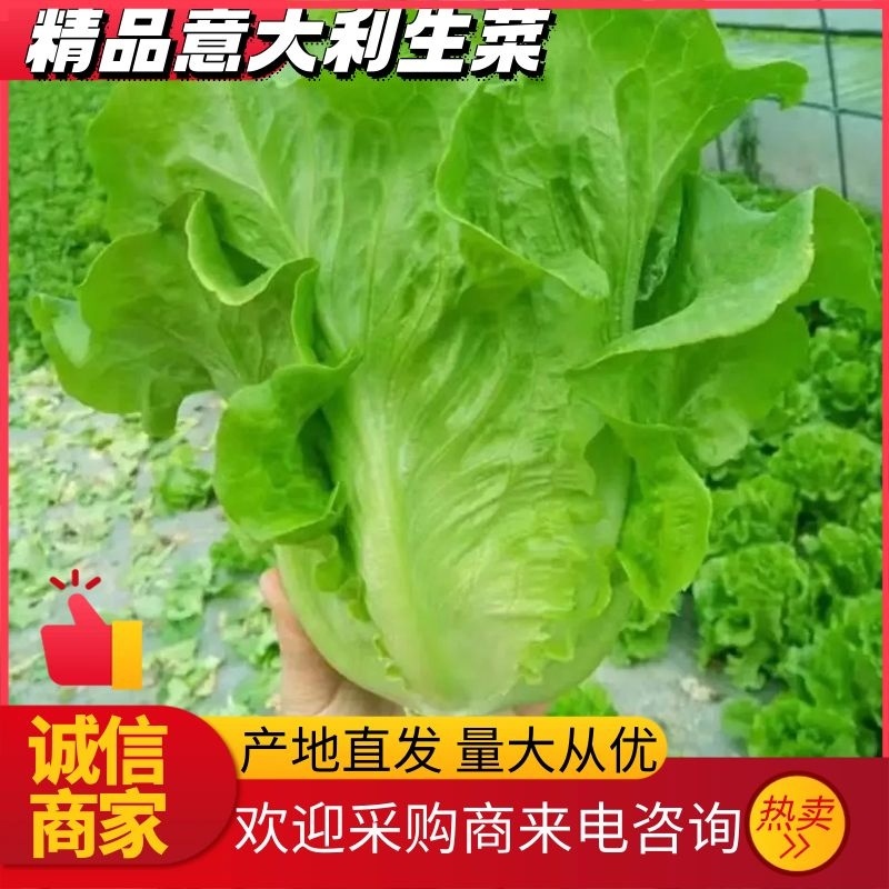 【推荐】生菜精品意大利生菜产地直发品质保证规格齐