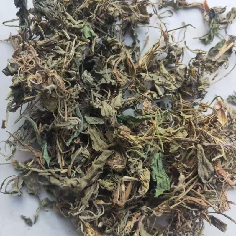 紫花地丁新货地丁货干颜色好中药材批发供应