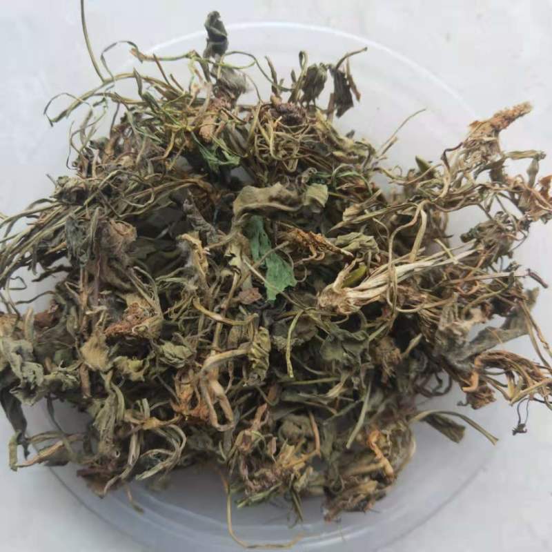 紫花地丁新货地丁货干颜色好中药材批发供应