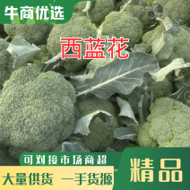 西兰花大量上市对接市场超市电商平台品质有保障
