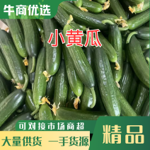 小黄瓜大量上市对接市场超市电商平台欢迎采购