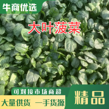 大叶菠菜上市中一手货源供应超市，电商加工厂市场大量有货