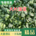 大叶菠菜上市中一手货源供应超市，电商加工厂市场大量有货