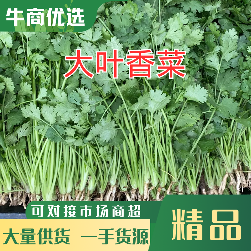 精品香菜长期供应市场加工厂电商超市需要的联系质量好