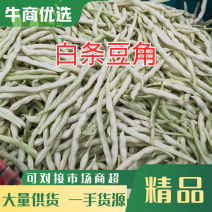 白条豆角上市中一手货源欢迎进店供应市场超市