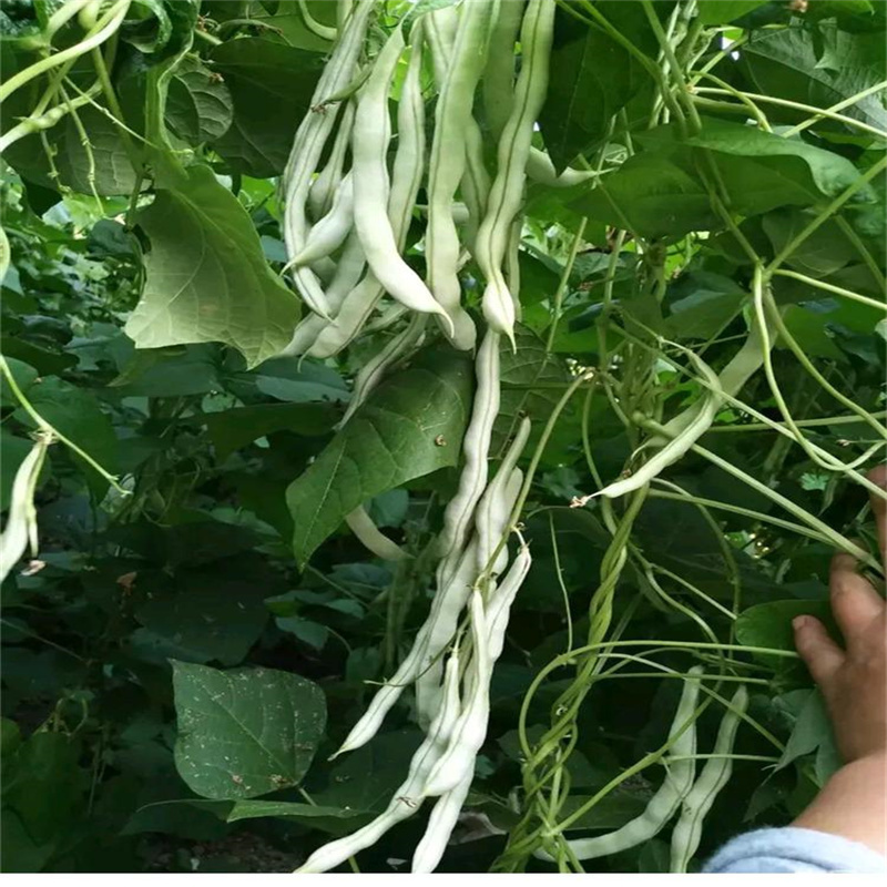 龙泉翠玉302九粒白芸豆种子高产压塌架豆角种子早熟无筋豆
