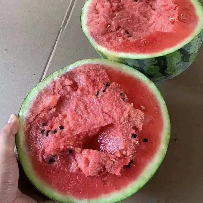 【西瓜】甜王西瓜大量批发，产地直销，货源充足！