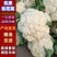 优质松花菜白面青梗松花菜上乘大量上市对接全国欢迎咨询