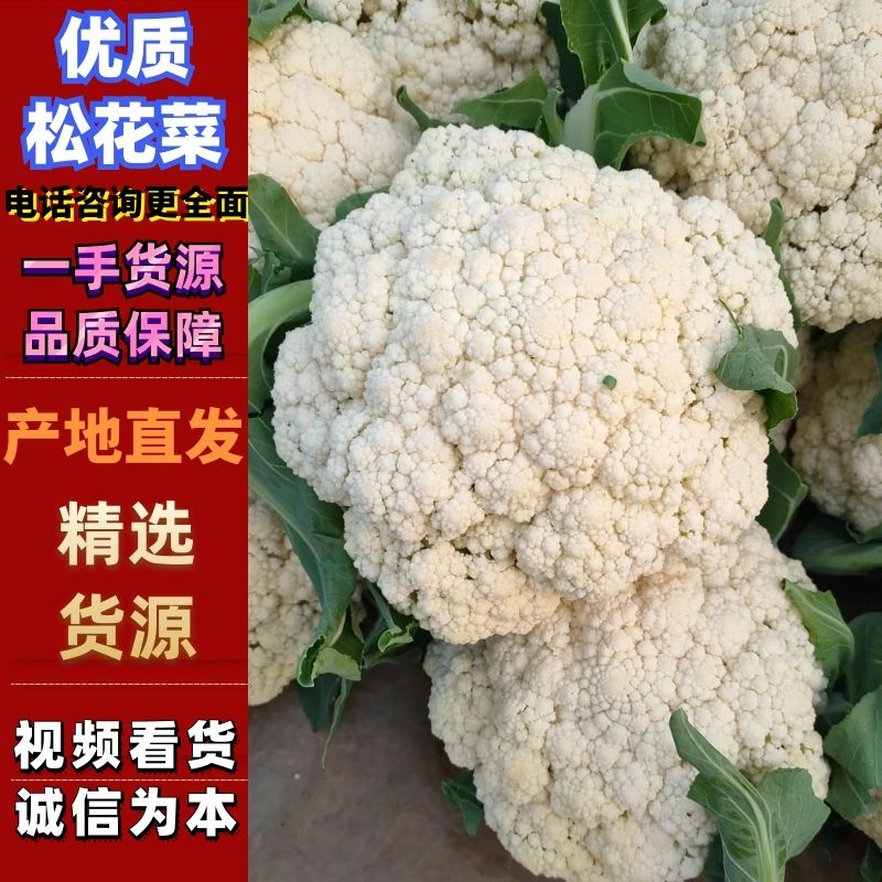 优质松花菜白面青梗松花菜上乘大量上市对接全国欢迎咨询