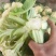 优质松花菜白面青梗松花菜上乘大量上市对接全国欢迎咨询