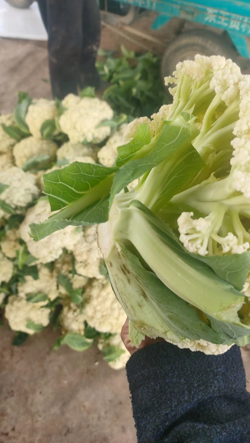 优质松花菜白面青梗松花菜上乘大量上市对接全国欢迎咨询