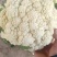 优质松花菜白面青梗松花菜上乘大量上市对接全国欢迎咨询