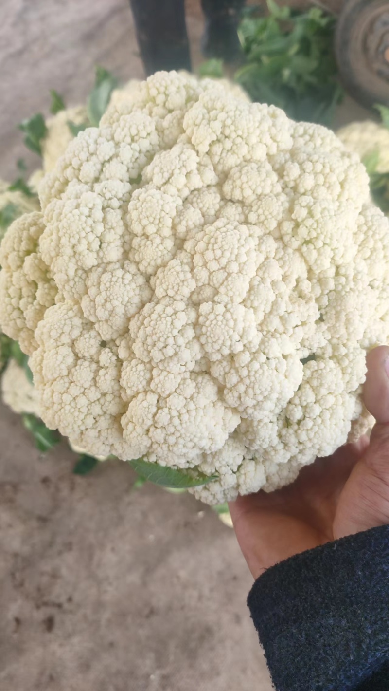 优质松花菜白面青梗松花菜上乘大量上市对接全国欢迎咨询