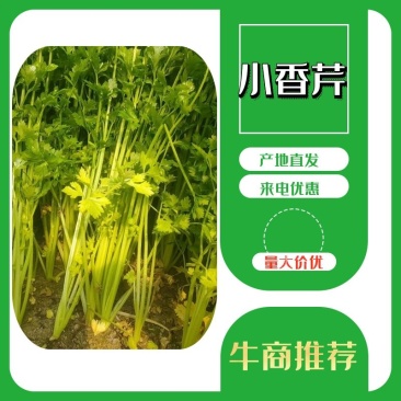 【牛商推荐】精选香芹产地现发,新鲜到家,量大从优