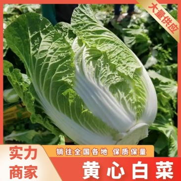 白菜湖北省黄心大白菜大量上市全国发货质量保障