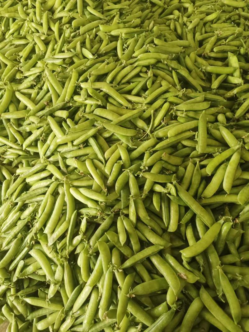 湖北精选青豌豆现货上市货源充足颗粒饱满现摘现发全国走货