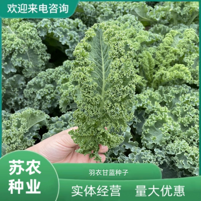 羽衣甘蓝种籽观赏食用特菜蔬菜种子叶牡丹花园春秋季阳台盆栽