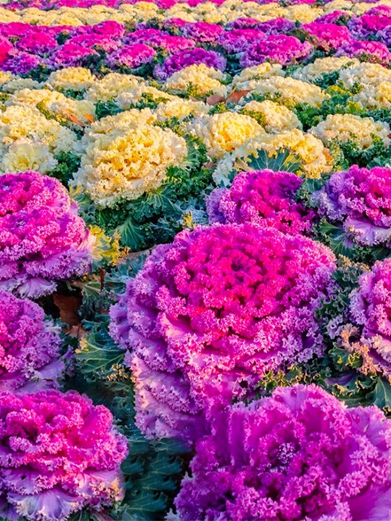 羽衣甘蓝种籽观赏食用特菜蔬菜种子叶牡丹花园春秋季阳台盆栽