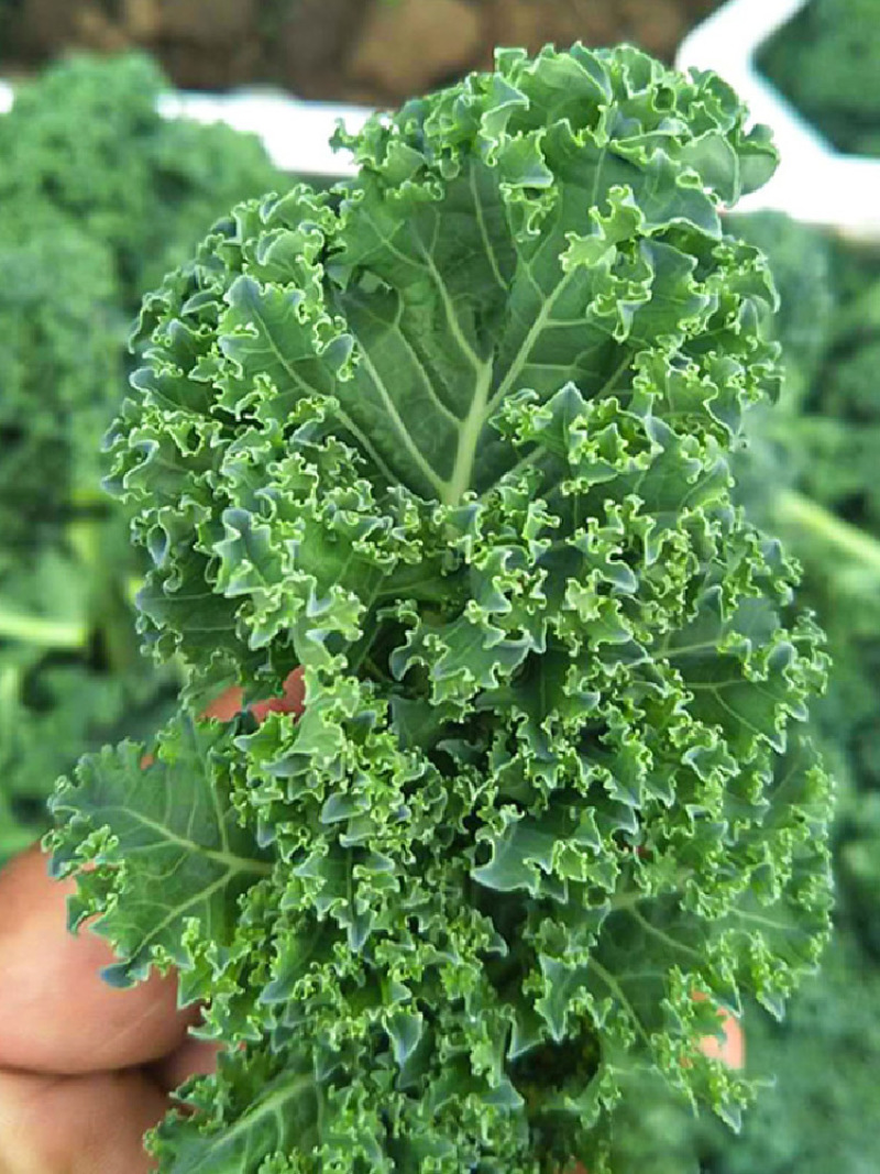 羽衣甘蓝种籽观赏食用特菜蔬菜种子叶牡丹花园春秋季阳台盆栽