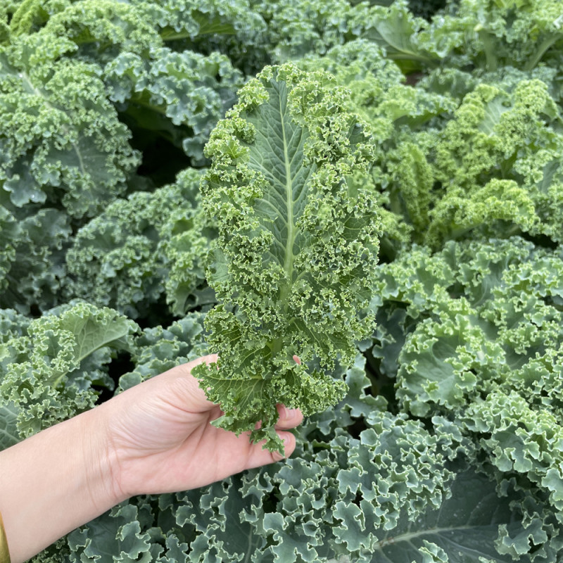 羽衣甘蓝种籽观赏食用特菜蔬菜种子叶牡丹花园春秋季阳台盆栽