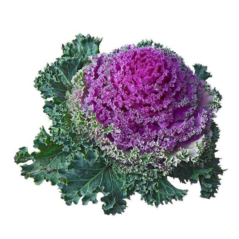 羽衣甘蓝种籽观赏食用特菜蔬菜种子叶牡丹花园春秋季阳台盆栽
