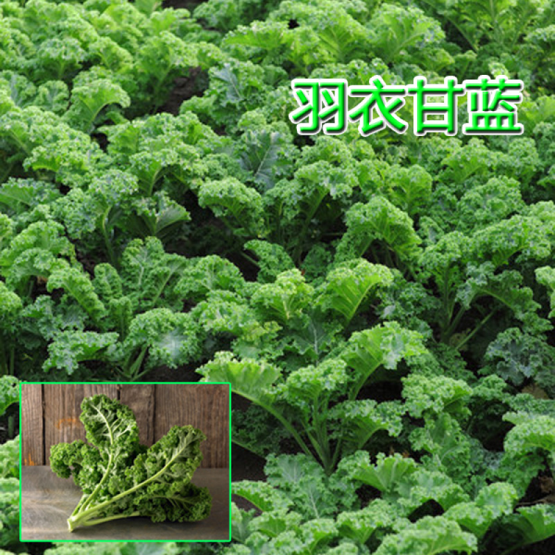 羽衣甘蓝种籽观赏食用特菜蔬菜种子叶牡丹花园春秋季阳台盆栽