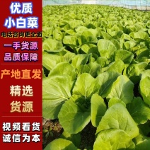 优质小白菜常年大量供货一手货源对接全国电商批发商等您来电