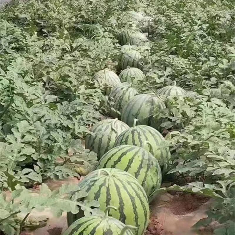 夏邑美都西瓜大西瓜薄皮多汁一手货源欢迎咨询