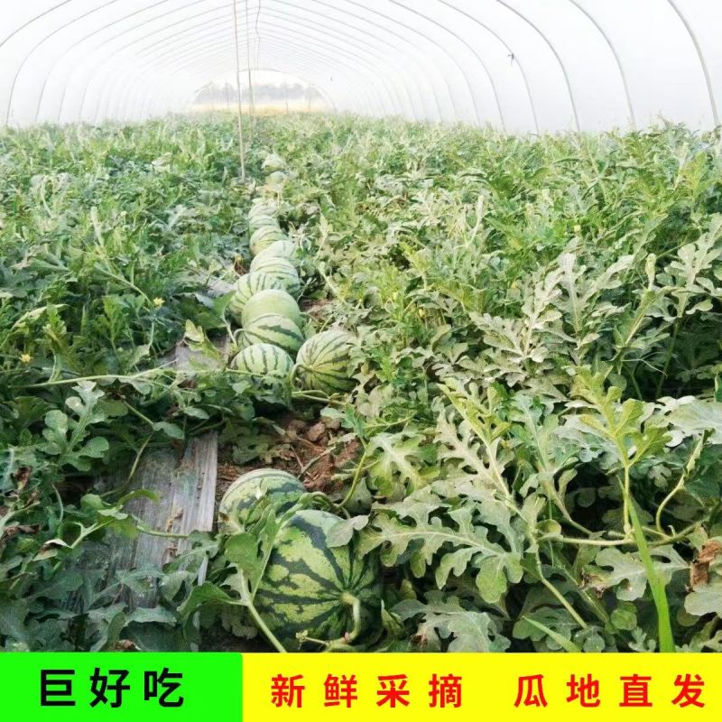夏邑美都西瓜大西瓜薄皮多汁一手货源欢迎咨询