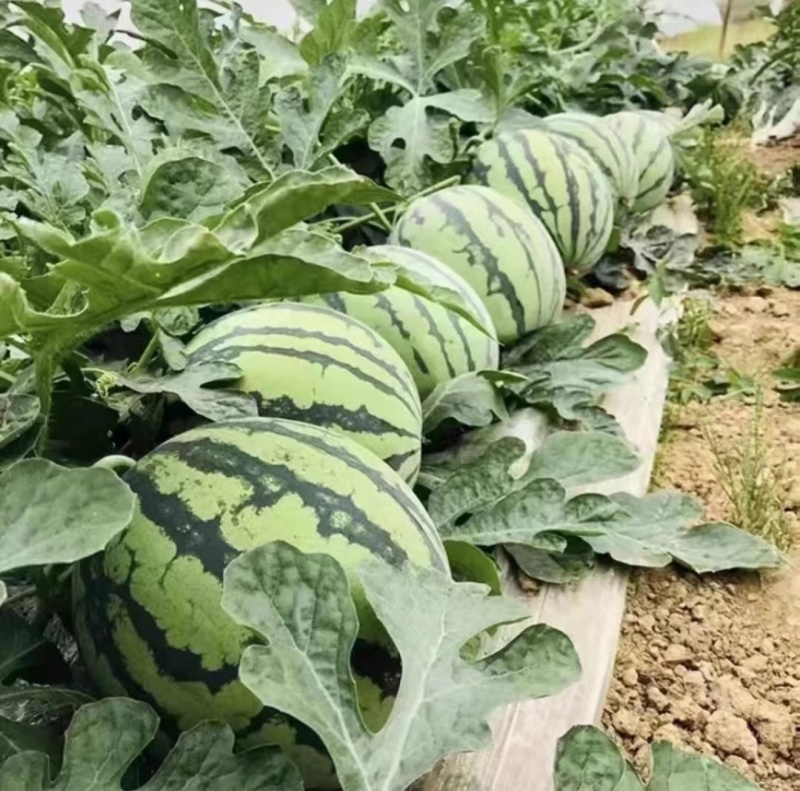 夏邑美都西瓜大西瓜薄皮多汁一手货源欢迎咨询